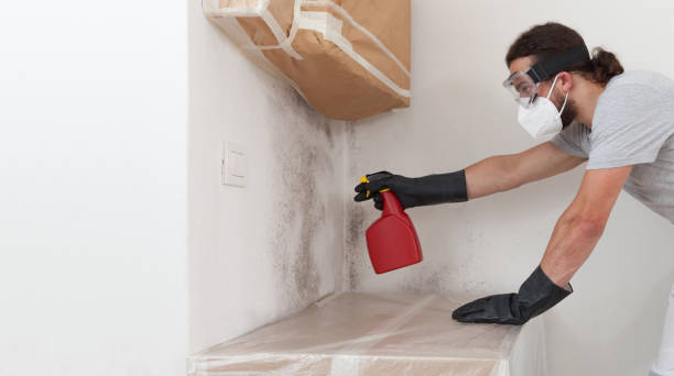 Basement Mold Remediation treatment on basement walls in Audubon